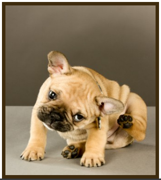 How Will Fleas Effect My Dog?