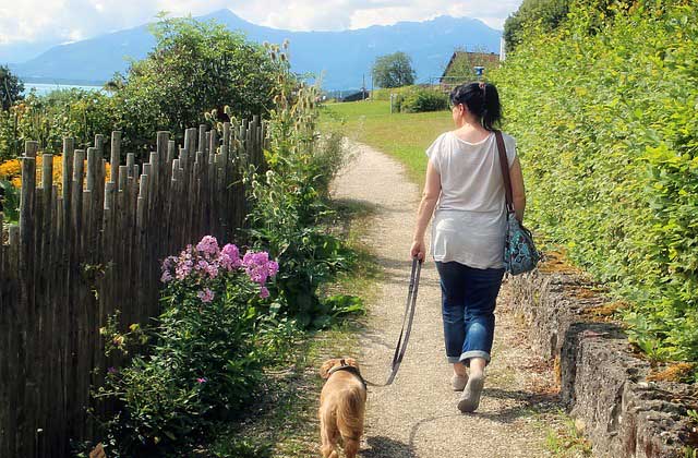 Help Your Pet Beat the Heat