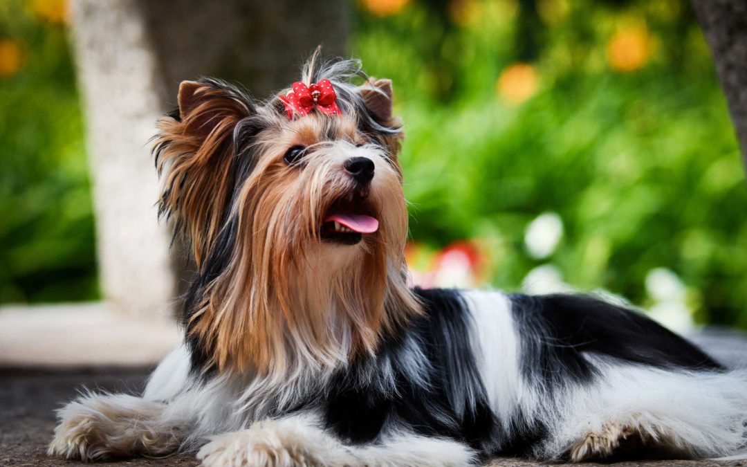 Manage Spring Shedding Season