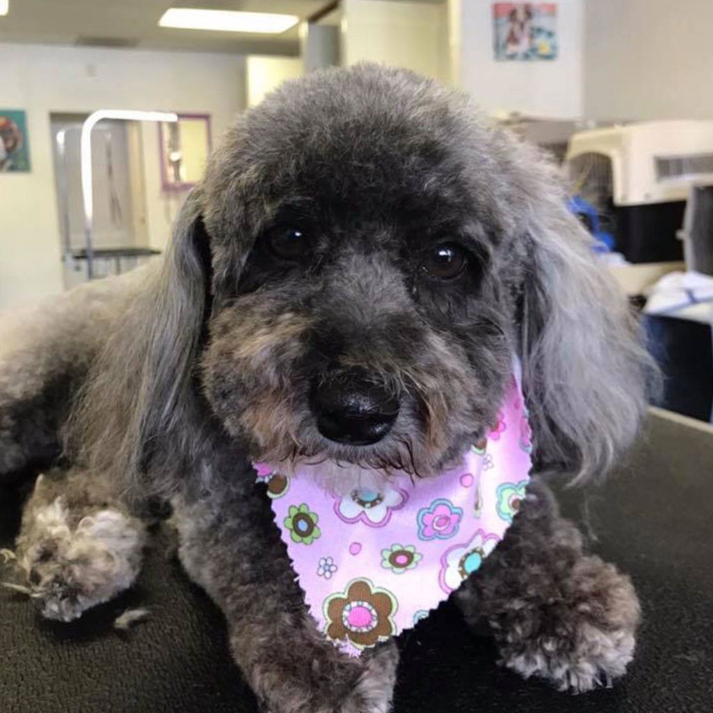 Why It's Important to Keep Dog's Nails Trimmed Bubbles and Bows