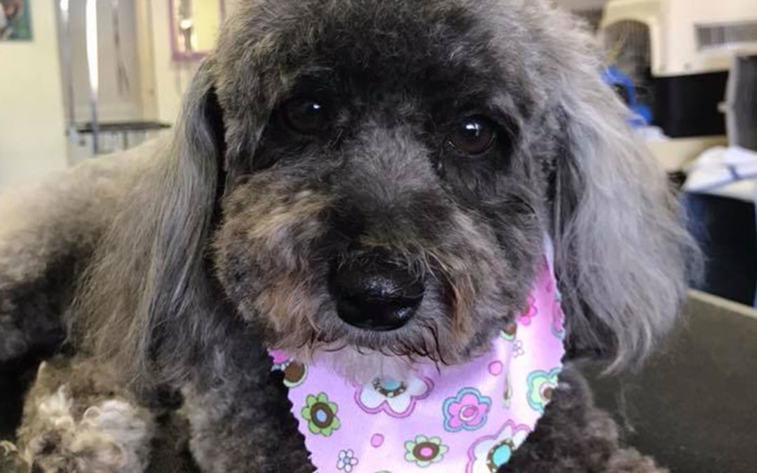 Why It’s Important to Keep Dog’s Nails Trimmed