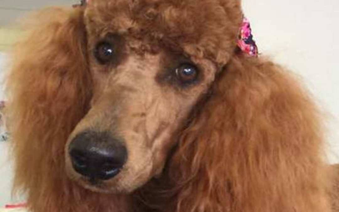 Selecting a Dog Groomer