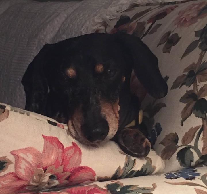 Grieving the Loss of a Pet