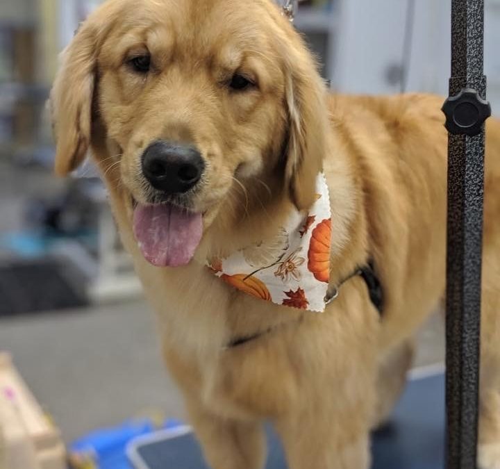 Keeping your Dog Healthy