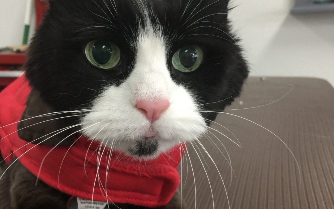 Is Your Cat Overprotective?