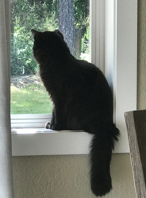 Making Room for Kitty (Meow)