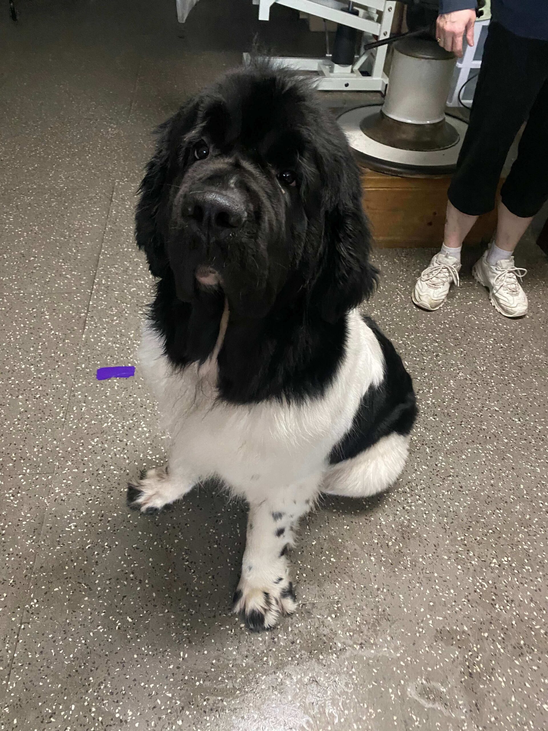 How to Keep Your Dogs Coat Healthy