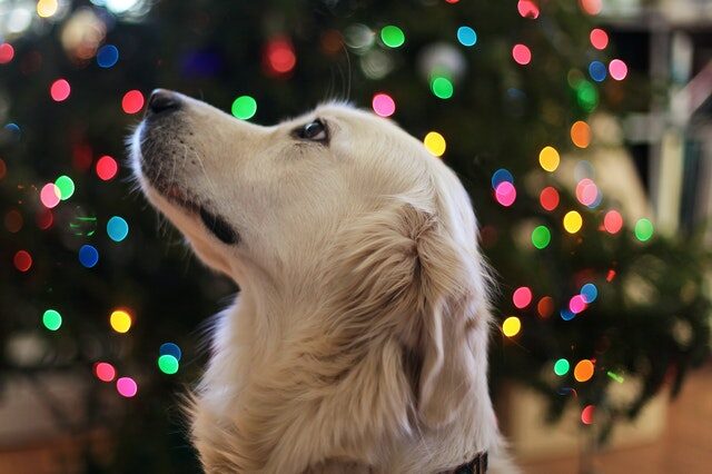 Holiday Gift Ideas for Pets