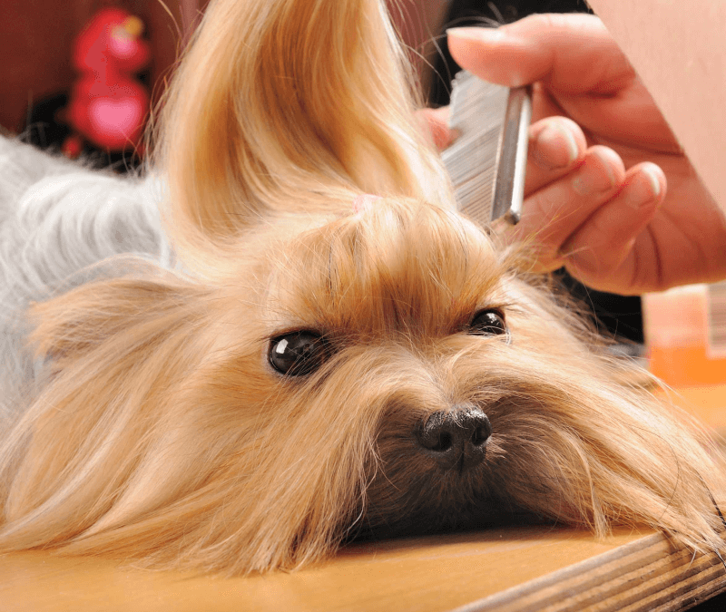 Finding the Right Dog Breed for You