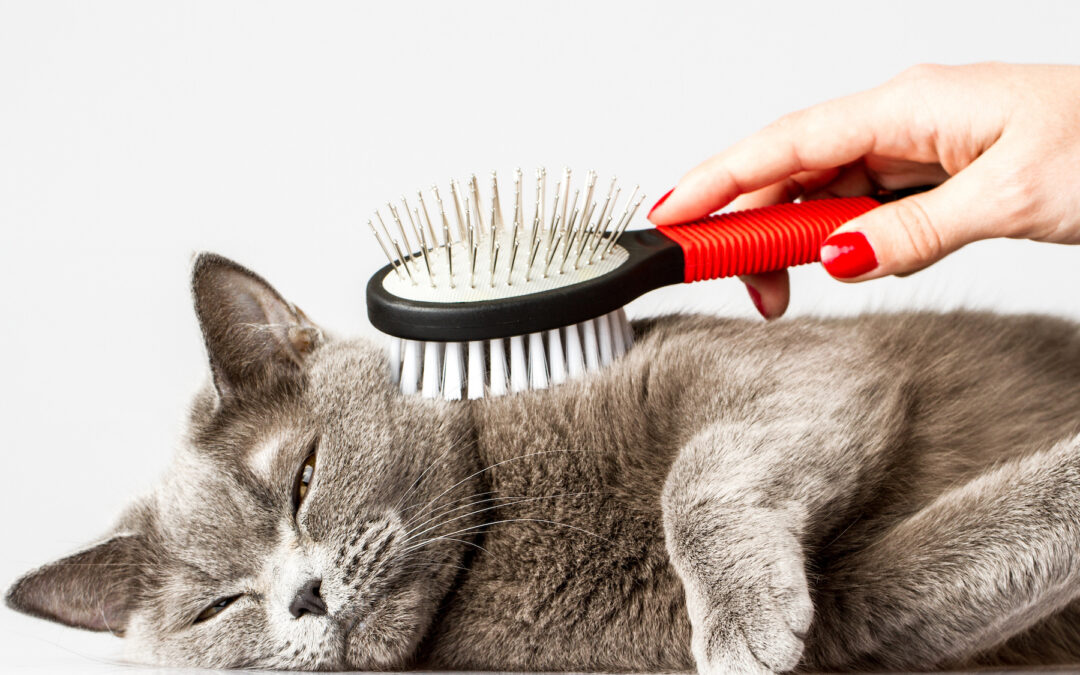 The Benefits of Grooming