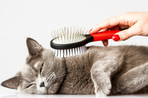 grooming a cat