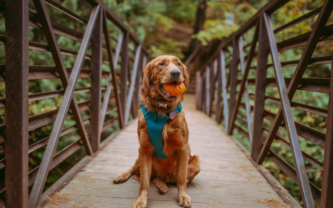 It’s Pumpkin Season, but can Dogs eat Pumpkins?
