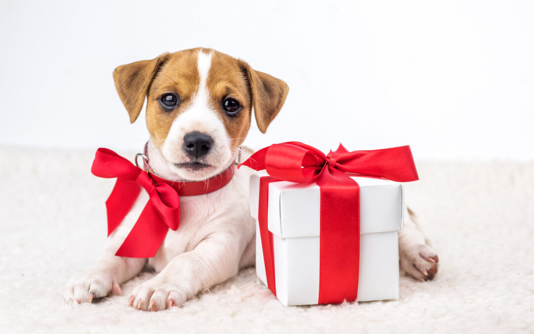 Has your Pet been Naughty or Nice?